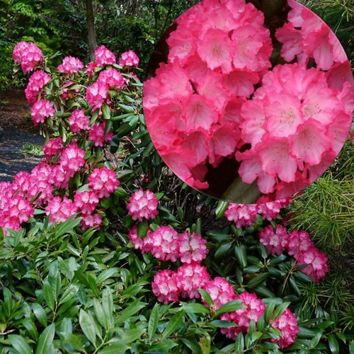 Rhododendron 'Fantastica' - Rododendron 'Fantastica' C5/5L